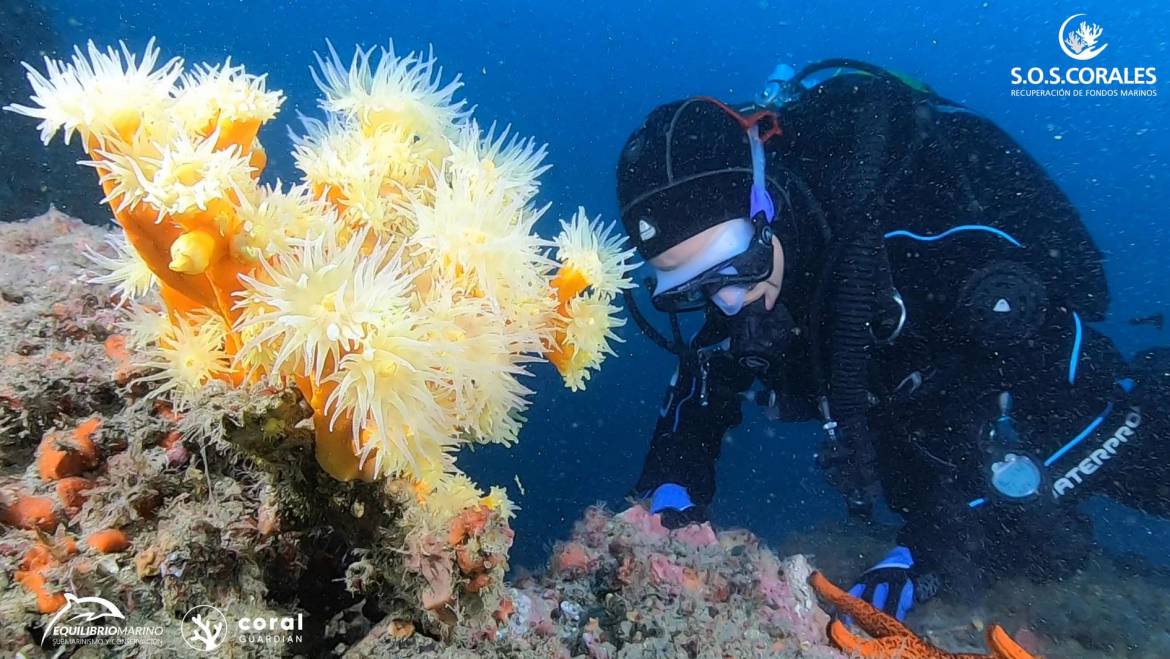 Equilibrio Marino comienza la repoblación de corales en las aguas de Marina del Este