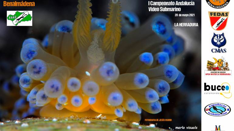 Marina del Este hosts the Andalusian championships of underwater photography and video