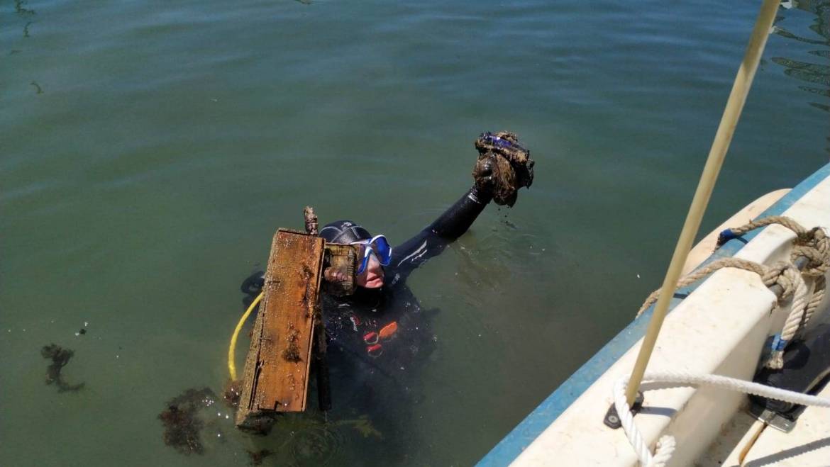 Reinigung der Meeresböden in der Marina von Estepona